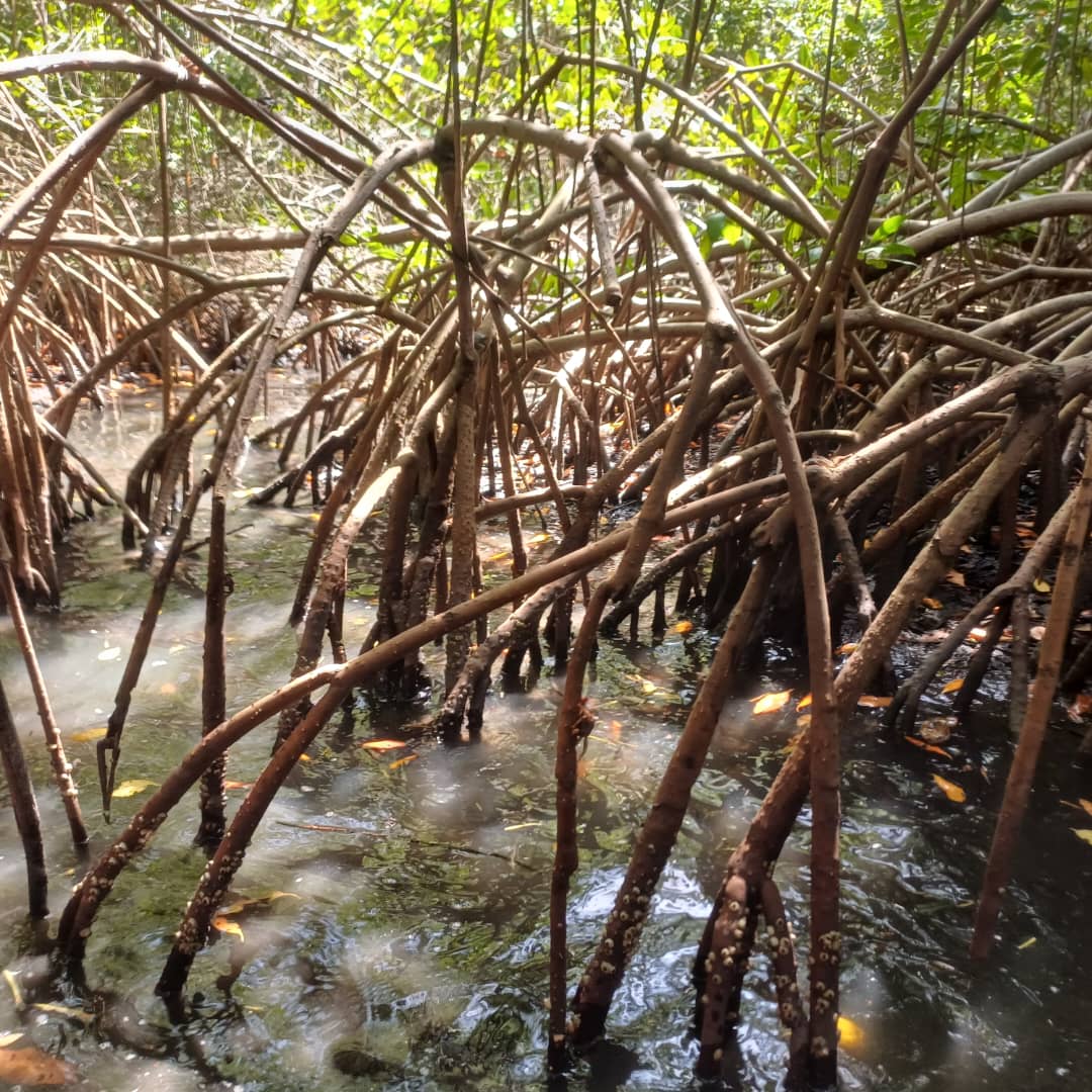 manglares laguna la reina febrero 2025