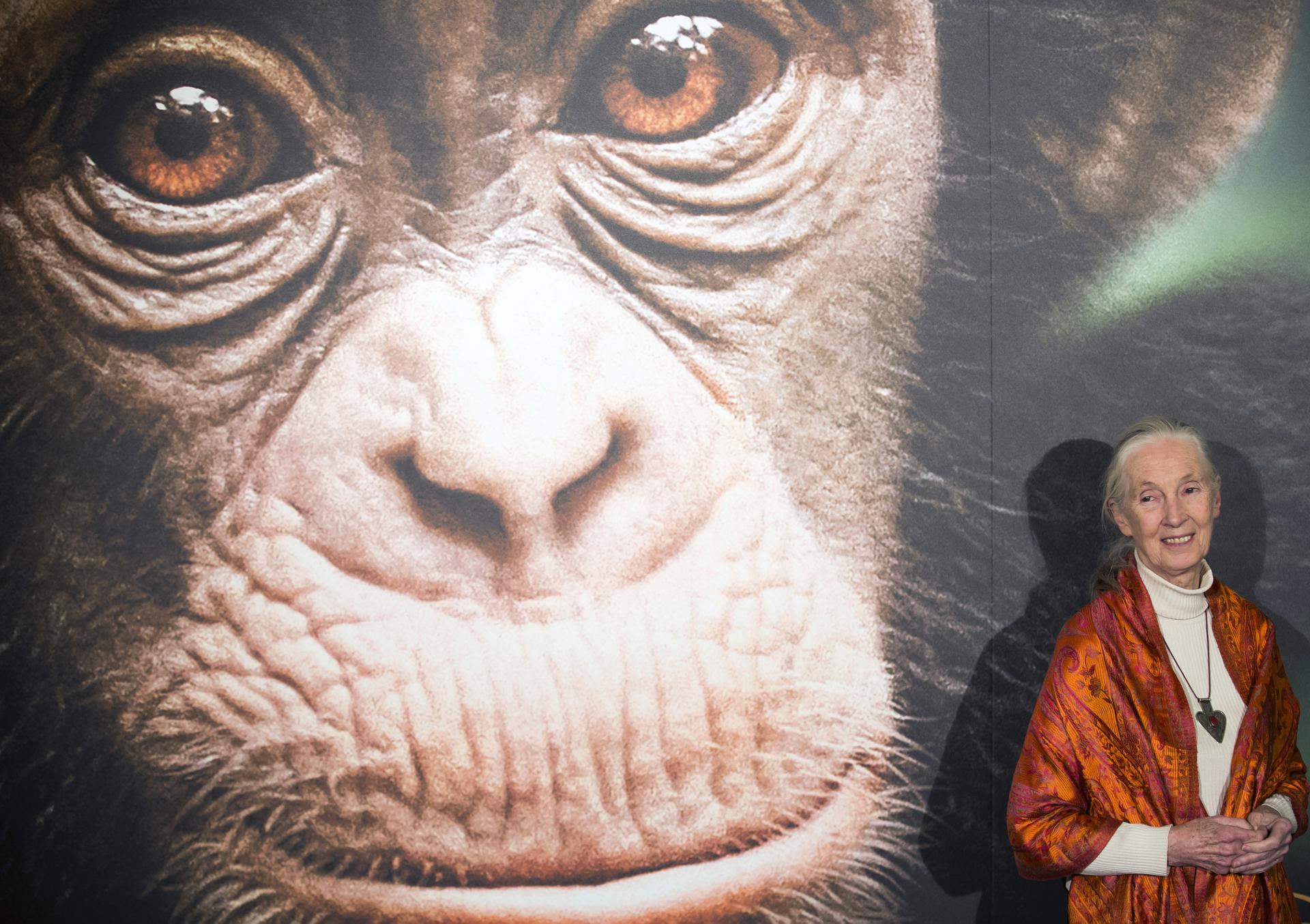 Jane Goodall dies at 91