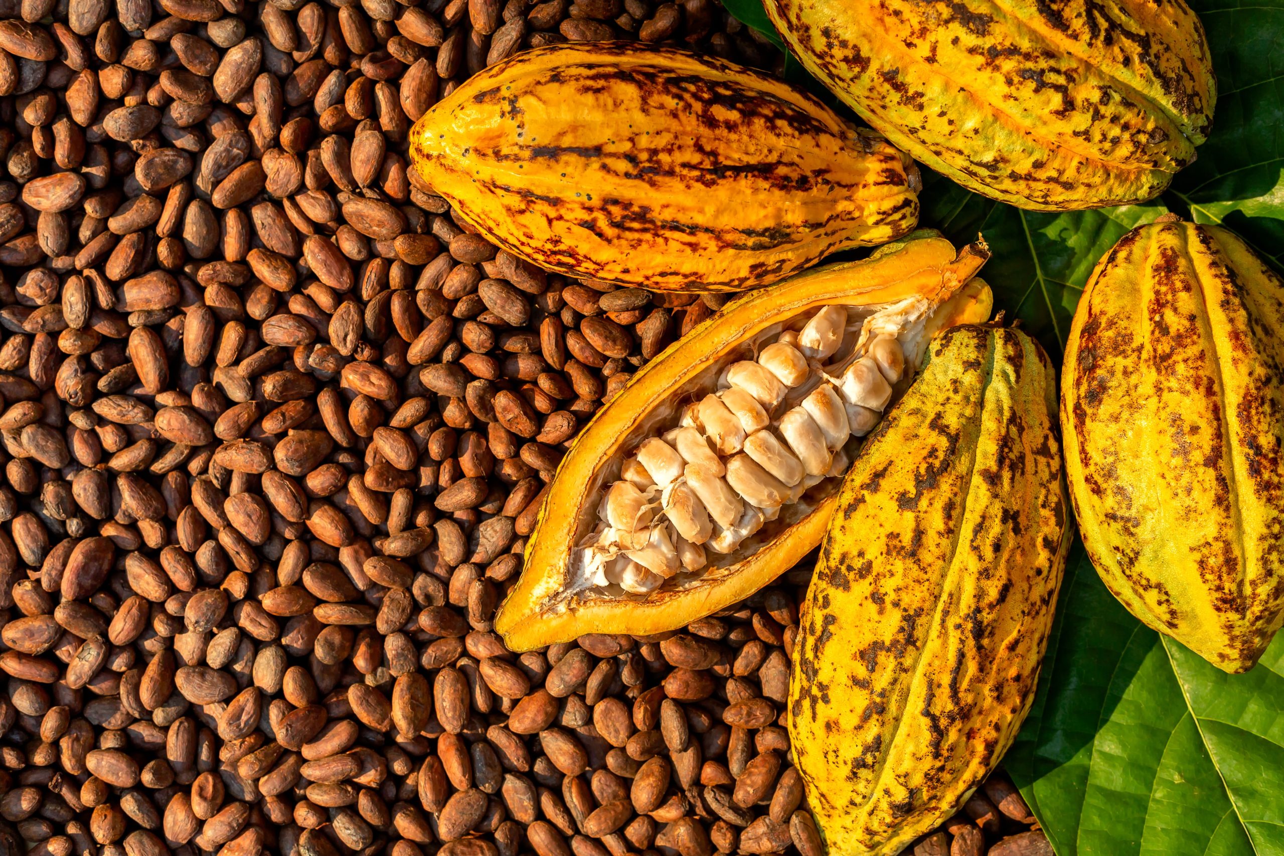 Aromatic cocoa beans as background, Cocoa Beans and Cocoa Fruits