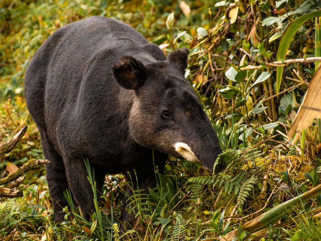 Tapirus_pinchaque-16-1024x768
