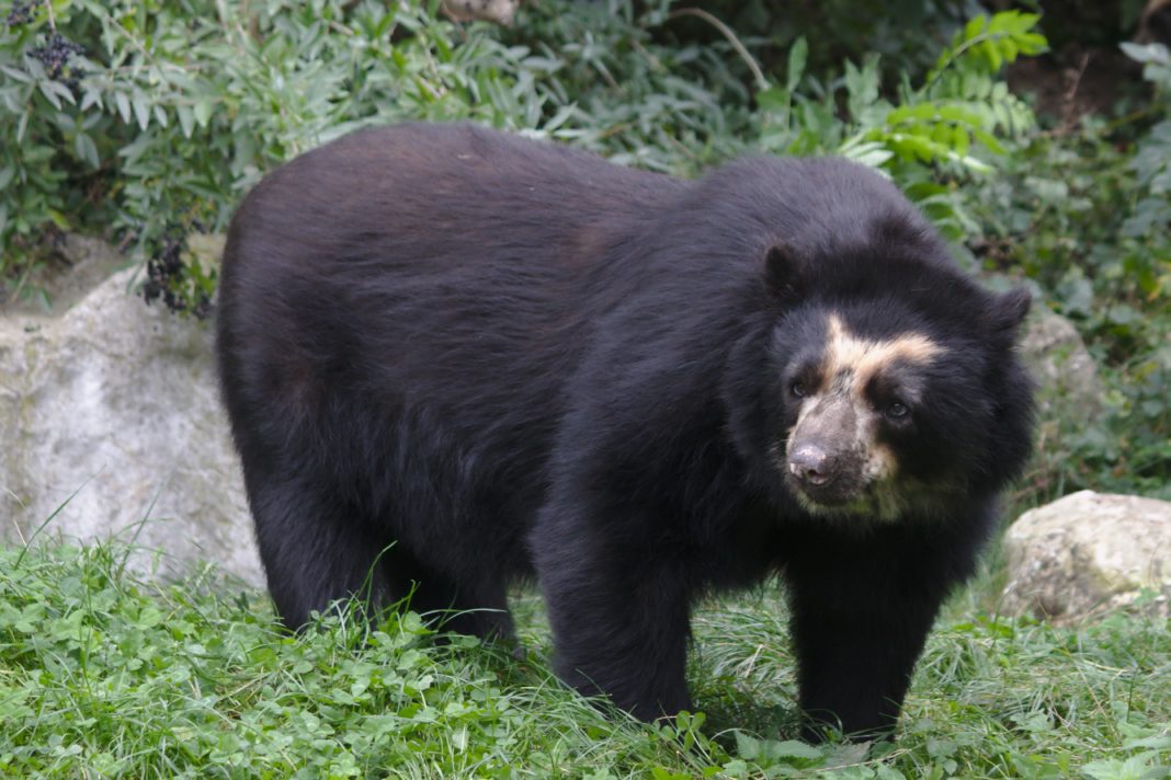 osito