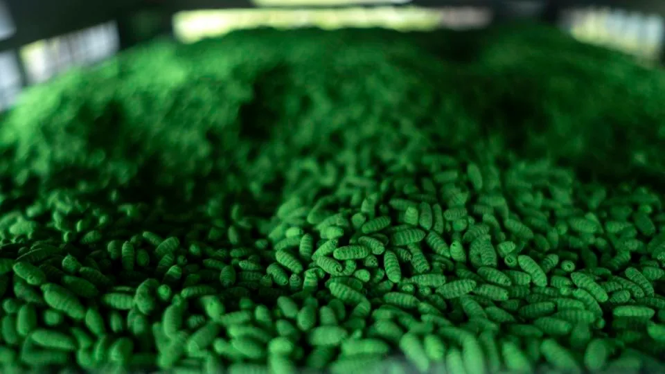 Las pupas estériles están teñidas de verde para distinguirlas de las fértiles Getty Images