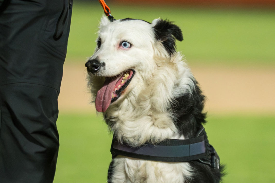 La LVBP realizó un homenaje a Tsunami, el perro recatista que salvó a muchas personas luego de los terremotos del 24 de junio